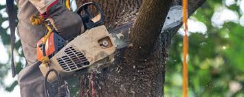 Trusted Lodi, CA Tree Services Experts
