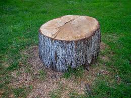 How Our Tree Care Process Works  in  Lodi, CA