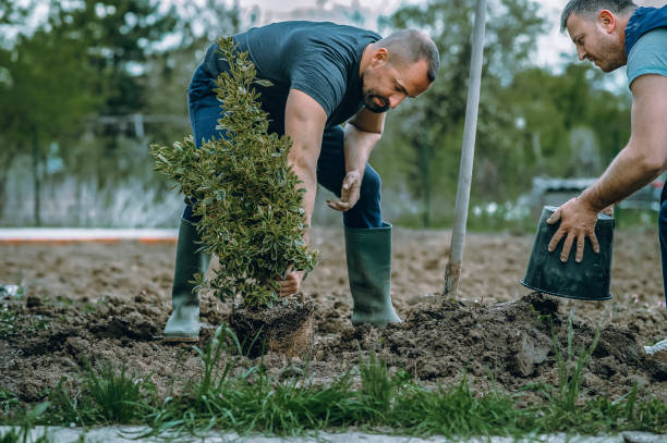Soil Testing and Treatment in Lodi, CA